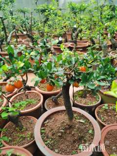 高度70厘米金弹子