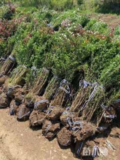 冠幅80厘米紫叶小檗球