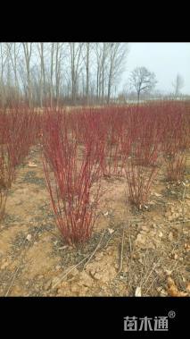 高度180厘米红瑞木