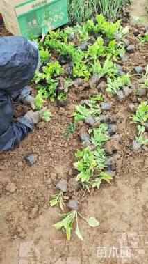 高度25厘米金边玉簪