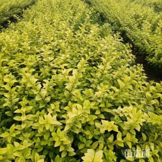 高度40厘米金叶女贞小苗