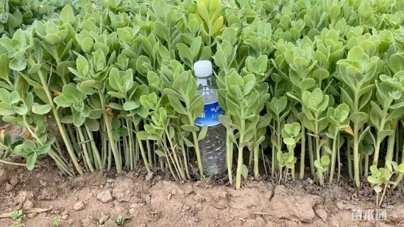 10公分紫叶矮樱