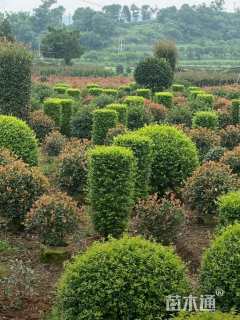 高度80厘米小叶女贞柱