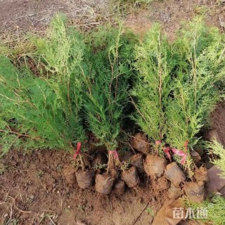 高度40厘米侧柏