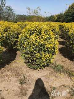 冠幅120厘米金叶榆球