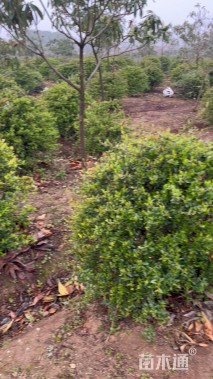 冠幅80厘米火棘球