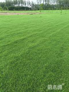 草卷状百慕大草