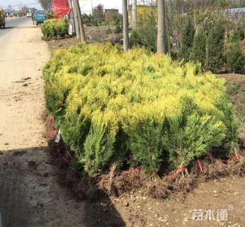 高度35厘米洒金柏