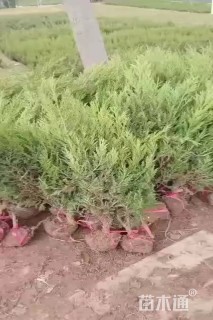 高度40厘米蜀桧