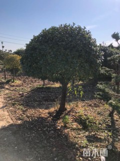 高度250厘米卫矛球