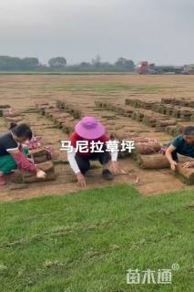 草卷状马尼拉草