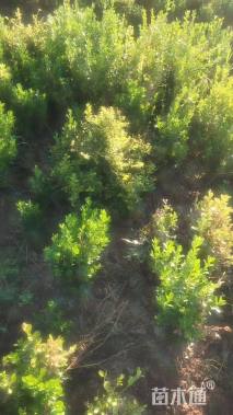 高度25厘米黄杨