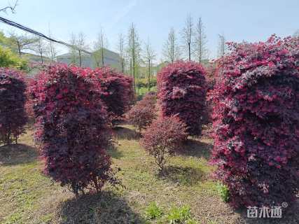 高度160厘米红花继木柱