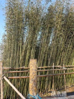 2公分竹子