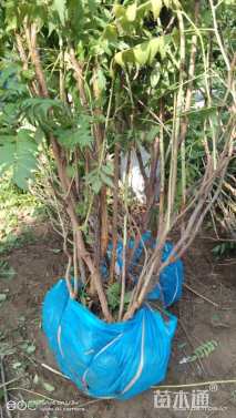 高度180厘米高丛珍珠梅