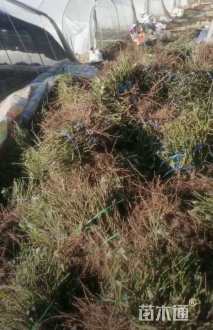 高度40厘米月季小苗