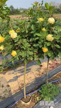 高度80厘米月季