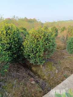 高度180厘米茶花