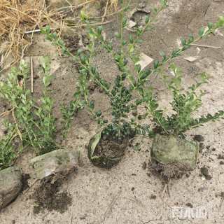 高度35厘米龟甲冬青