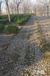 15公分金叶复叶槭