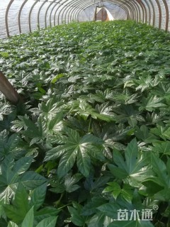 高度25厘米八角金盘