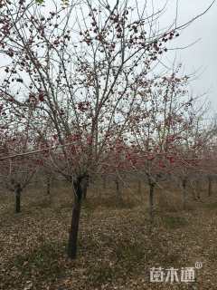 高度400厘米冬红果海棠