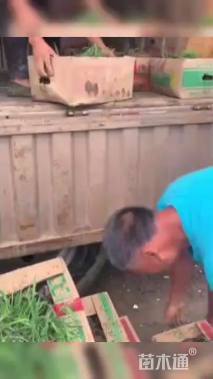 高度20厘米风铃草