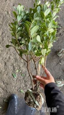 高度40厘米海桐小苗