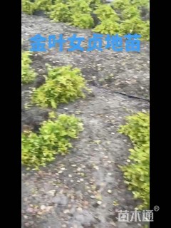 高度39厘米金叶女贞