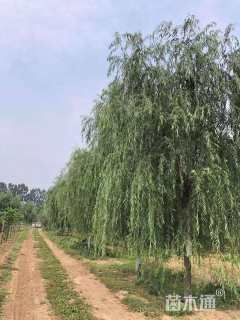 15公分垂柳