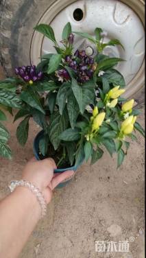 高度15厘米五彩椒