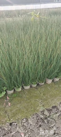 高度50厘米灯心草