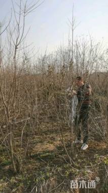 高度350厘米丛生茶条槭