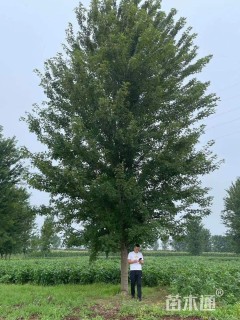 15公分美国红枫