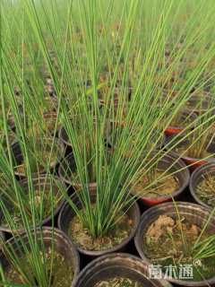 高度50厘米灯心草