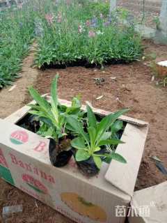 高度20厘米吊钟柳