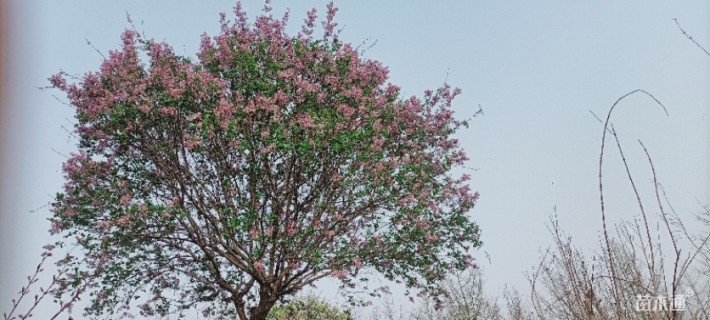 高度600厘米丁香