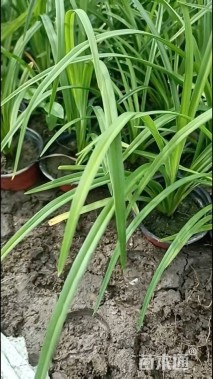 高度30厘米常绿萱草