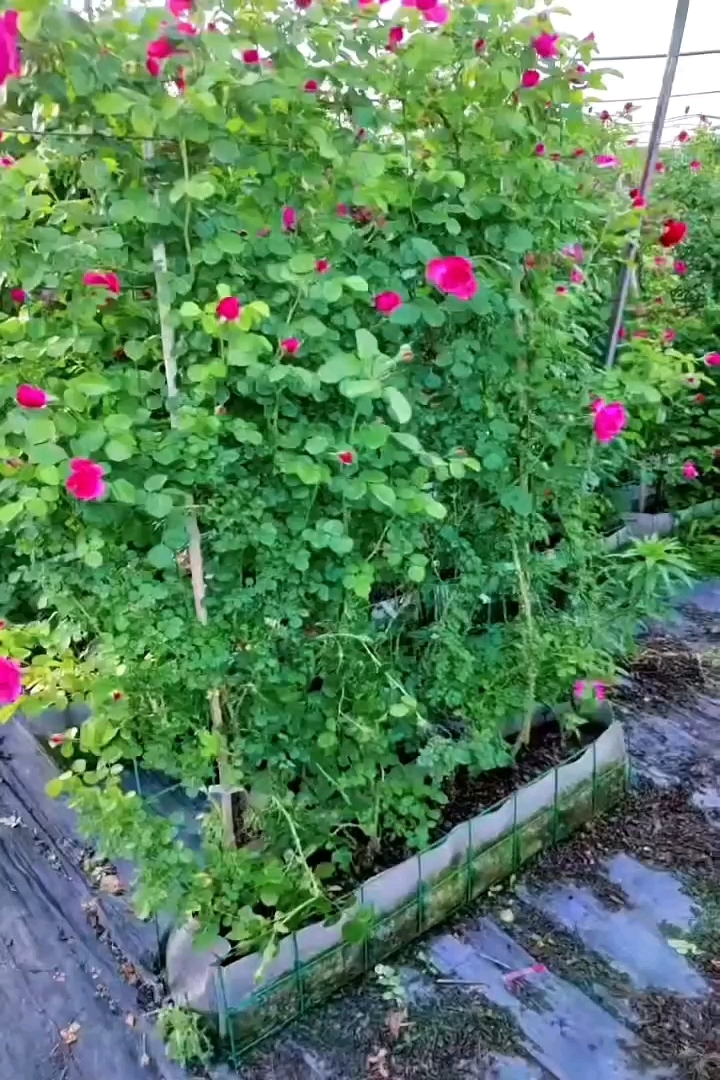 高度150厘米月季