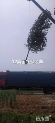 高度200厘米娜塔栎小苗