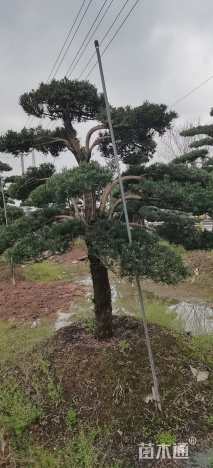 移栽苗造型罗汉松