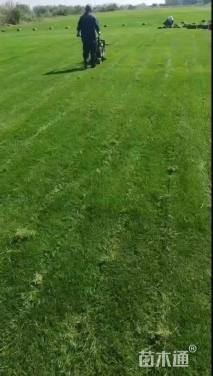 草毯状百慕大草