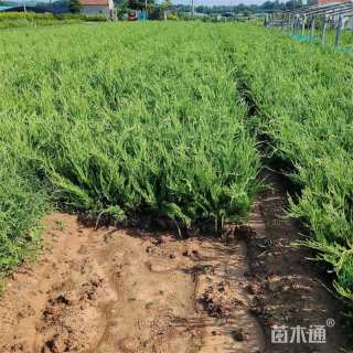 高度80厘米小龙柏