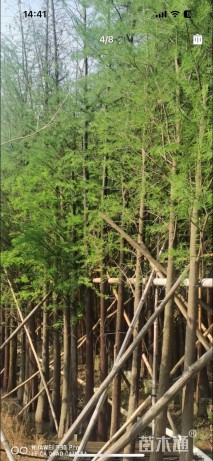 10公分水杉