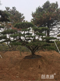 18公分造型松