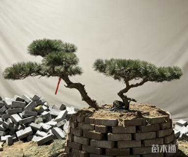 精品対植造型黑松