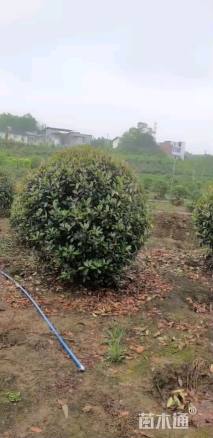 冠幅180厘米红叶石楠球