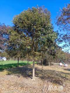 14公分大叶女贞