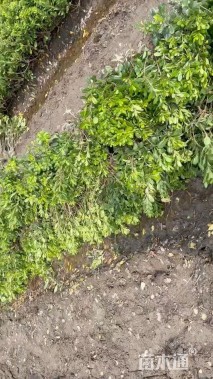 高度40厘米海桐