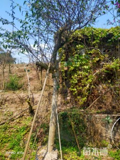 高度60厘米三角梅